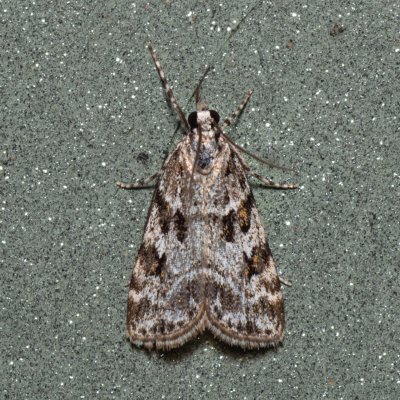 Scoparia pyralella (šedovníček luční), Kývalka