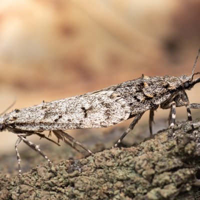 Diurnea fagella (šedivěnka jarní), Kývalka