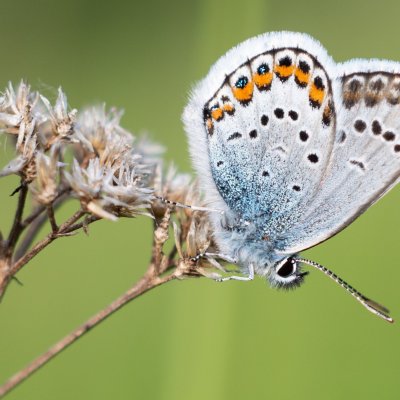 Plebejus argus (modrásek černolemý), PP Nad řekami