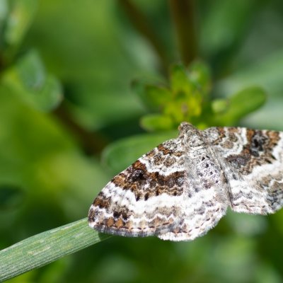 Epirrhoe alternata (píďalka obecná), PP Kozének