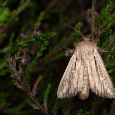 Leucania comma (plavokřídlec čárkovaný), PP Pohoří na Šumavě