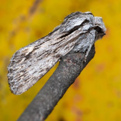 Asteroscopus sphinx (dřevobarvec pozdní), PR Kamenný vrch