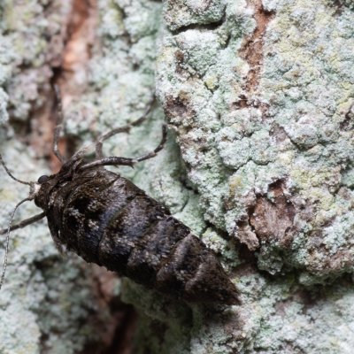 Agriopis leucophaearia (tmavoskvrnáč dubový), Kamenný vrch