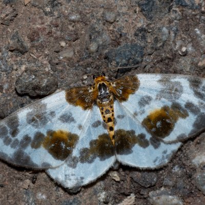 Abraxas sylvata (skvrnopásník jilmový), Kateřinská jeskyně