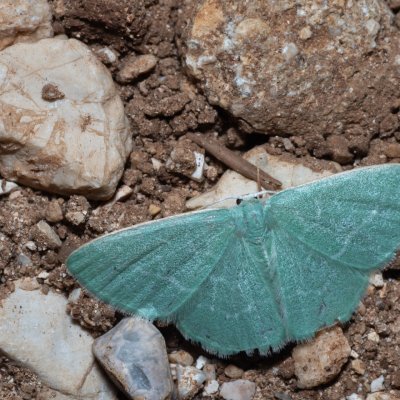Chlorissa etruscaria (zelenopláštník smldníkový), GR, Myrtidion monastery, Korfu
