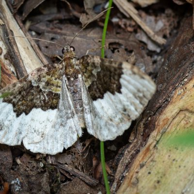 Euphyia biangulata (píďalka zelenokrajná), Žebětín