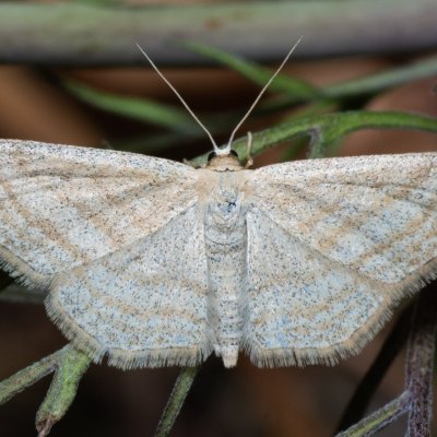 Scopula virgulata (vlnopásník pruhovaný), Lysá hora u Ochozu