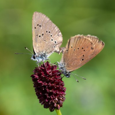 Maculinea nausithous (modrásek bahenní), PR Studnické louky