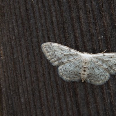 Scopula marginepunctata (vlnopásník tečkovaný), IT, Merano, Jižní Tyrolsko