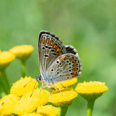 Aricia agestis (modrásek tmavohnědý), SK, Štôla