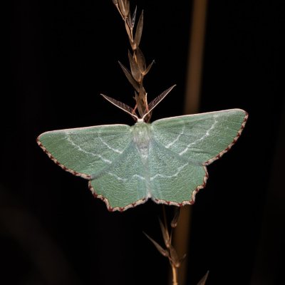 Thalera fimbrialis (zelenopláštník mateřídouškový), PR Kamenný vrch