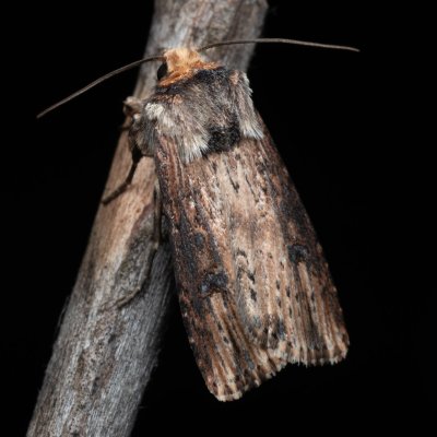 Axylia putris (osenice žlutavá), PP Ječmeniště