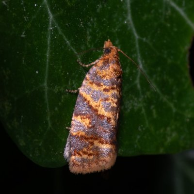 Epagoge grotiana (-), HR, Jablanac