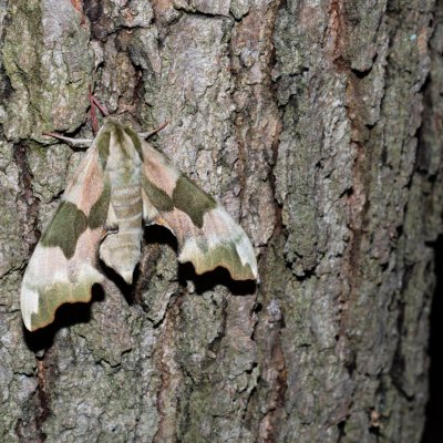 Mimas tiliae (lišaj lipový), Horákův žleb