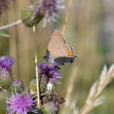 Satyrium spini (ostruháček trnkový), PR Kamenný vrch