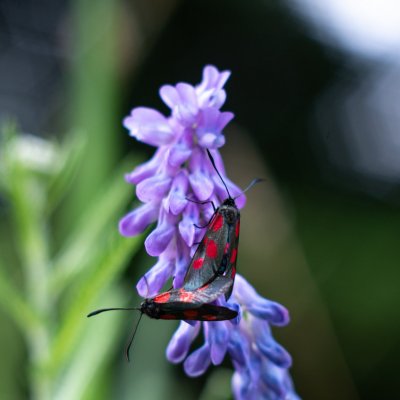 Zygaena viciae (vřetenuška komonicová), PP Obůrky - Třeštěnec