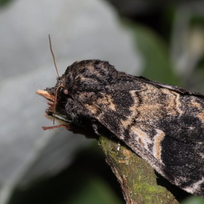 Notodonta tritophus (hřbetozubec topolový), Hády