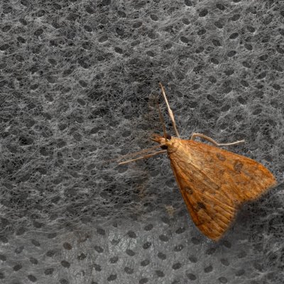 Udea ferrugalis (zavíječ přelétavý), PP Bobrava