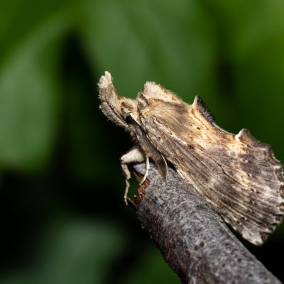Pterostoma palpinum (hřbetozubec dvouzubý), Hády