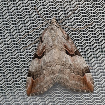 Aplocera praeformata (píďalka třezalková), PP Prameniště Pohořského potoka