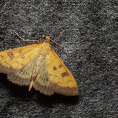 Mecyna trinalis (zavíječ trojtečný), Lysá hora u Ochozu