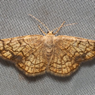 Stegania dilectaria (kropenatec topolový), Hrabětice