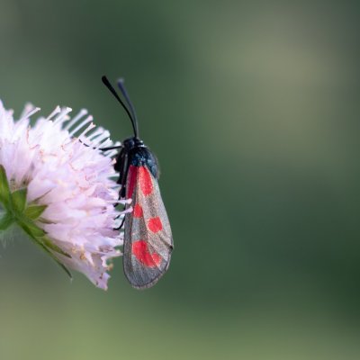 Zygaena loti (vřetenuška kozincová), NPP Švařec