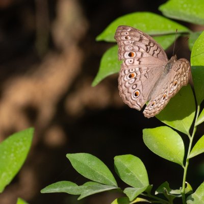 Junonia atlites (-), TH, Khao Sok