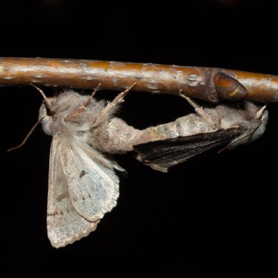 Orthosia incerta (jarnice březnová), Kývalka