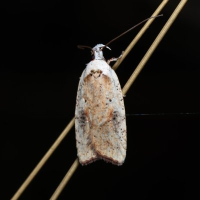 Agonopterix nervosa (plochuška janovcová), PR Kamenný vrch