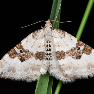 Xanthorhoe montanata (píďalka šťovíková), PP Prameniště Pohořského potoka