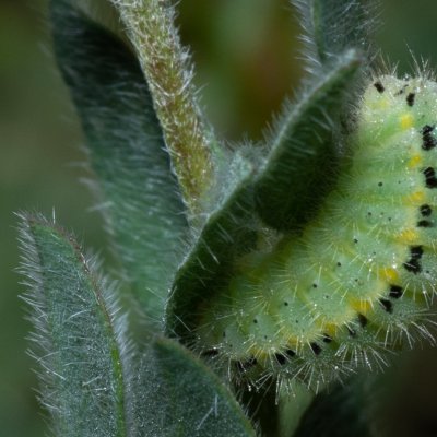 vřetenuška, PR Kamenný vrch