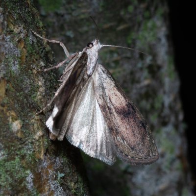 Aphomia sociella (zavíječ cizopasný), PR Kamenný vrch