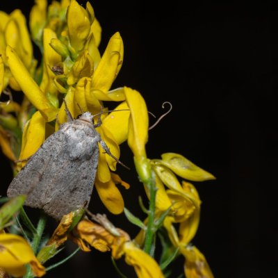 Hoplodrina respersa (blýskavka kropenatá), Hády - lesní lom