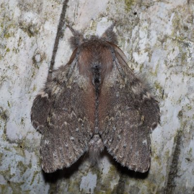 Stauropus fagi (hranostajník bukový), Augšperský potok