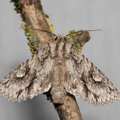 Meganephria bimaculosa (pestroskvrnka dvouskvrnná), NPP Na Adamcích