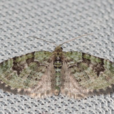 Chloroclystis v-ata (píďalička zelená), Henčov