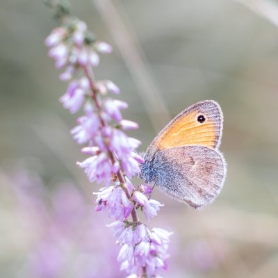 Coenonympha pamphilus (okáč poháňkový), PR Biskoupský kopec