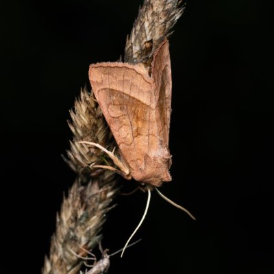 Hydraecia micacea (šedavka luční), PP Střelická bažinka