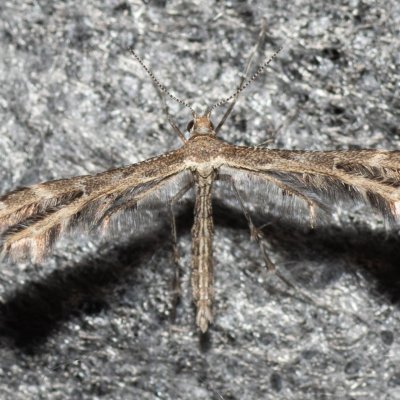 ?, Havranické vřesoviště