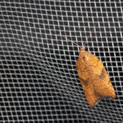 Acleris rhombana (-), PP Kamenice u Hlohovce