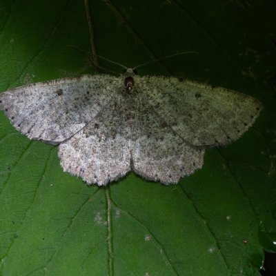 Charissa pullata (šerokřídlec tymiánový), Kateřinská jeskyně