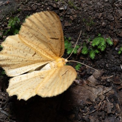 Angerona prunaria (zejkovec trnkový), NPP Jeskyně Pekárna