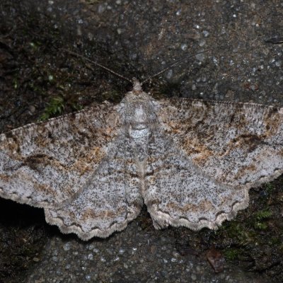 Alcis repandata (různorožec vrbový), Kateřinská jeskyně