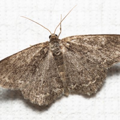 Ectropis crepuscularia (různorožec orlíčkový), Lysá hora u Ochozu