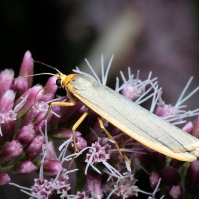 Eilema complana (lišejníkovec vroubený), Augšperský potok