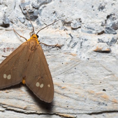 Dysauxes ancilla (běloskvrnáč lišejníkový), HR, Krasno