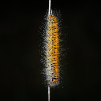 Lasiocampa trifolii (bourovec jetelový), Havranické vřesoviště