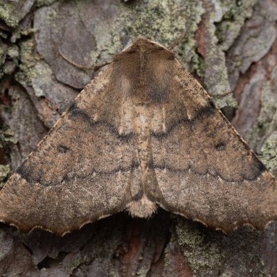 Odontopera bidentata (zejkovec dvojzubý), NPR Radostínské rašeliniště
