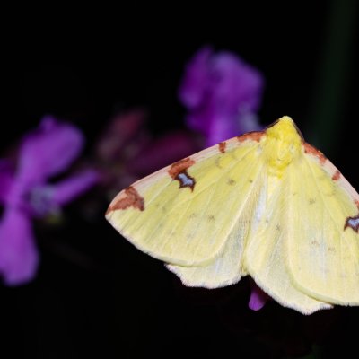 Opisthograptis luteolata (zejkovec hlohový), PR Kamenný vrch